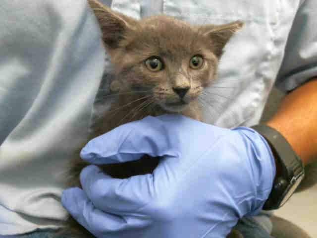 MR. CLAWS - Domestic Short Hair available for adoption