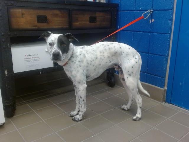 BONZAI - Dalmatian available for adoption
