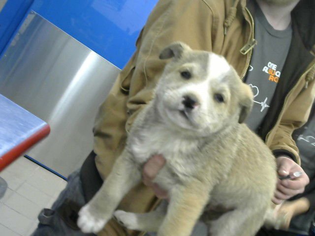 CHUCK - Queensland Heeler available for adoption