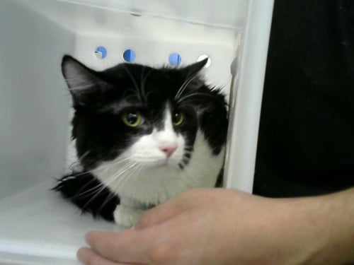 JACK - Domestic Medium Hair available for adoption