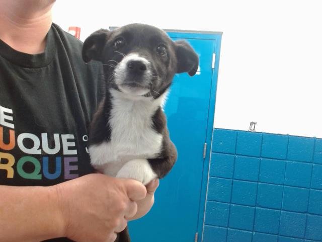 XOXO - Australian Cattle Dog/Blue Heeler available for adoption