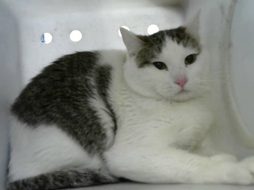 PEACH - Domestic Short Hair available for adoption