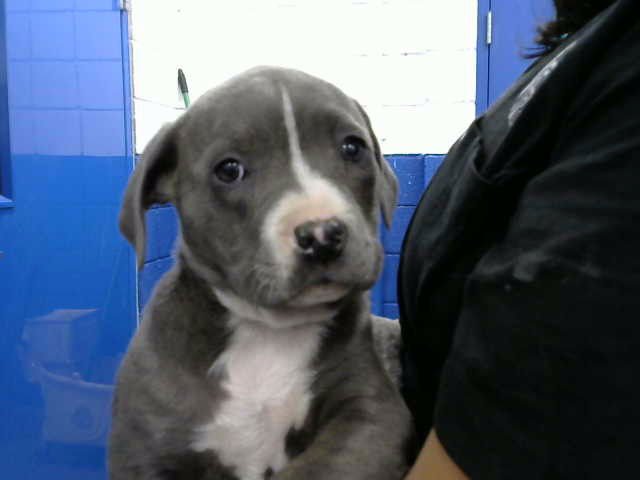 SPAGHETTI - Pit Bull Terrier available for adoption