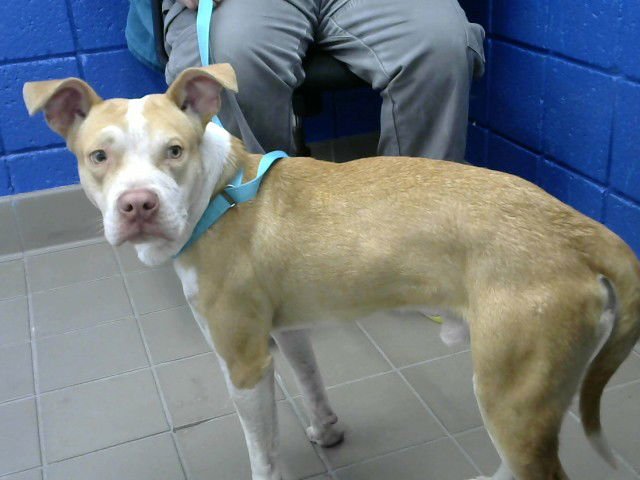 LAZLOW - American Pit Bull Terrier available for adoption