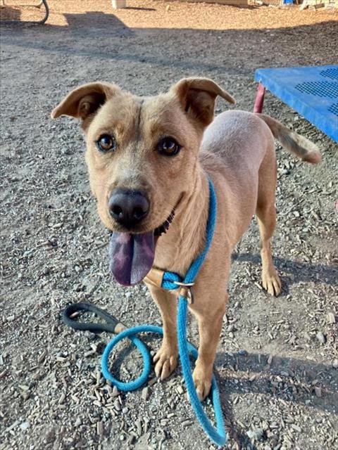 GURTRUDE - Labrador Retriever available for adoption