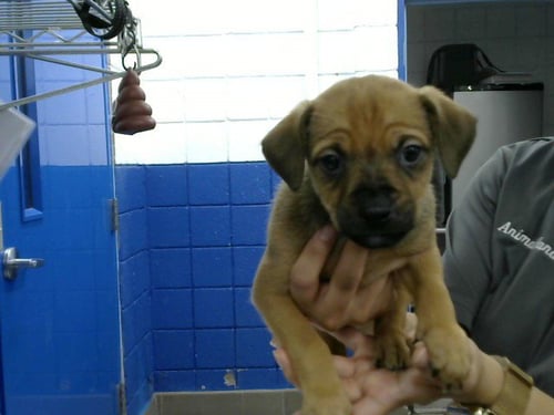 SNEEZY - Miniature Pinscher / Pit Bull Terrier available for adoption