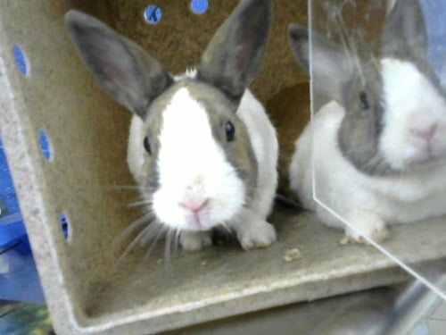 CARROT CAKE - Shorthaired Rabbit available for adoption