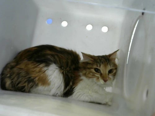UGANDA - Domestic Short Hair available for adoption