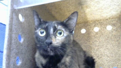 MNM - Domestic Short Hair available for adoption