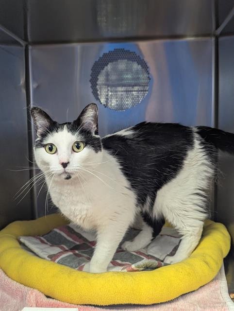 RIVA - Domestic Medium Hair available for adoption