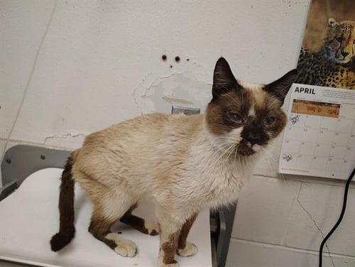RUMBLESTILSKIN - Siamese available for adoption