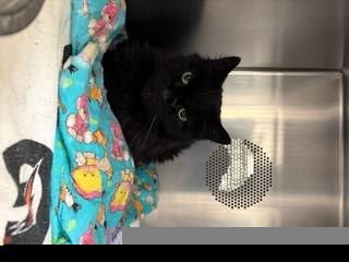 ACORN - Domestic Long Hair for adoption in Albuquerque