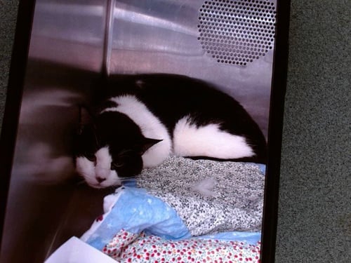 STICK - Domestic Short Hair available for adoption