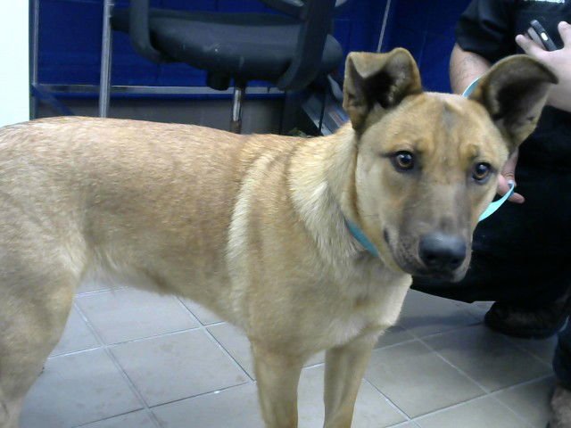 IVY - Australian Cattle Dog/Blue Heeler available for adoption