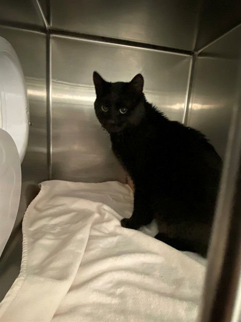 CASSIAN - Domestic Short Hair available for adoption