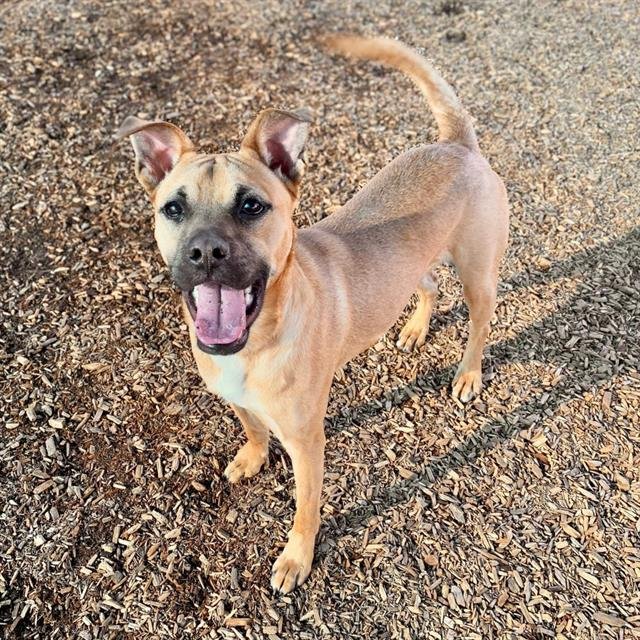 PABLO - Boxer available for adoption