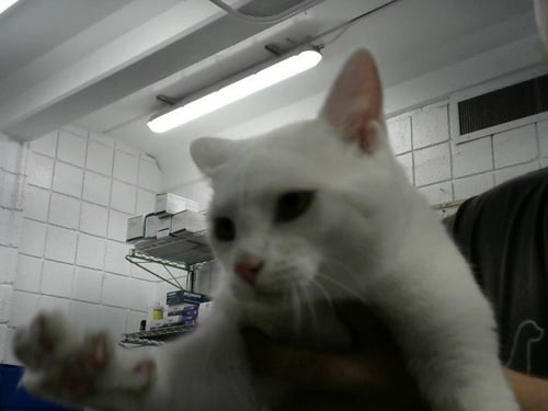 SNOWBALL - Domestic Short Hair available for adoption