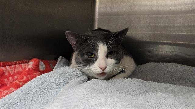 THUMBALINA - Domestic Short Hair available for adoption