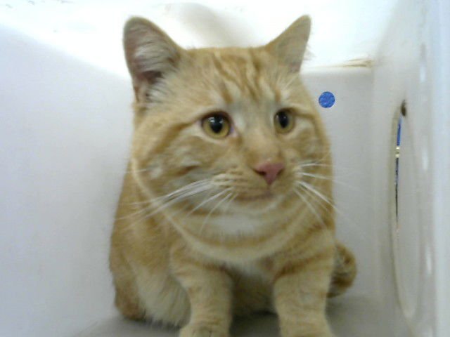 SCREECH - Domestic Medium Hair available for adoption