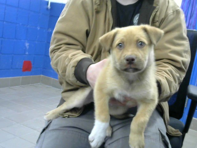 TRACY - German Shepherd Dog available for adoption