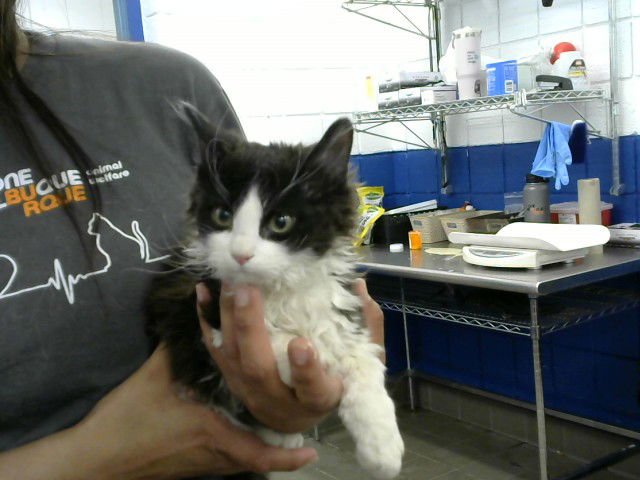 AVA - Domestic Medium Hair available for adoption