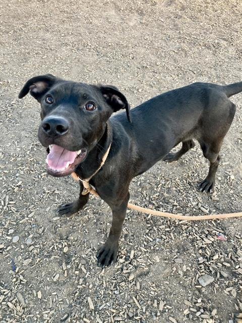 SWIFT - Labrador Retriever available for adoption