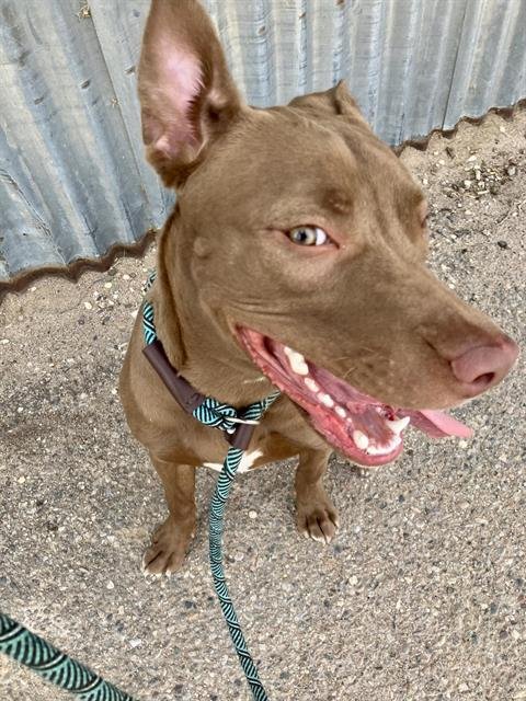 VIOLA - Labrador Retriever available for adoption