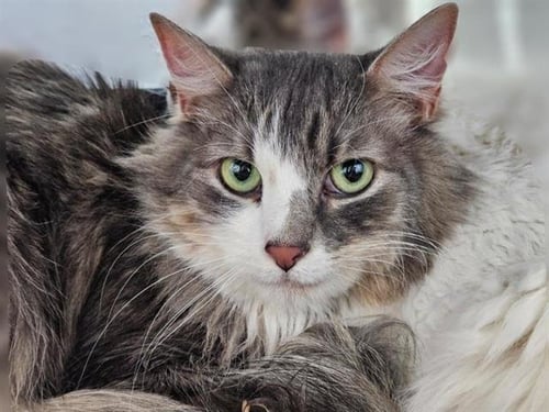 CORAL - Domestic Medium Hair for adoption in Albuquerque