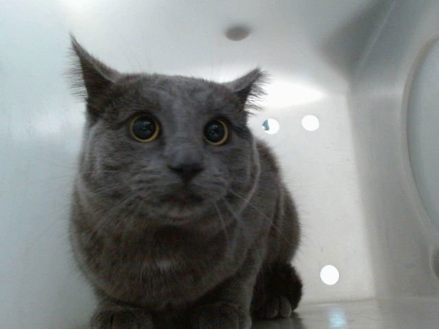 TILLY - Domestic Short Hair available for adoption