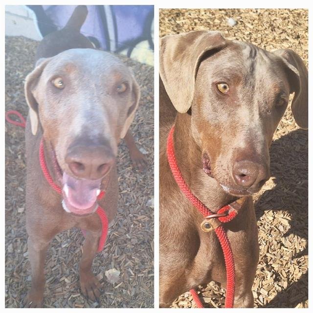 SUGAR - Doberman Pinscher available for adoption