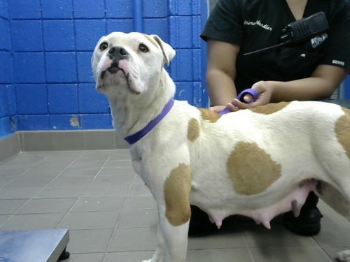 SWEET HEART - Pit Bull Terrier / American Bulldog available for adoption