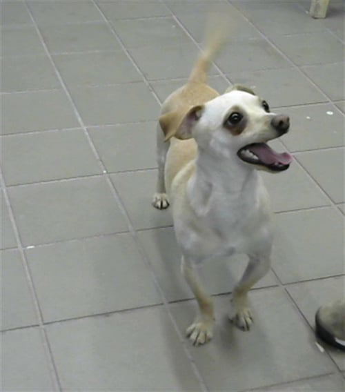 JACKIE - Chihuahua available for adoption