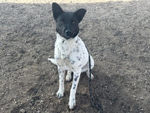 LOLA - Australian Cattle Dog/Blue Heeler available for adoption