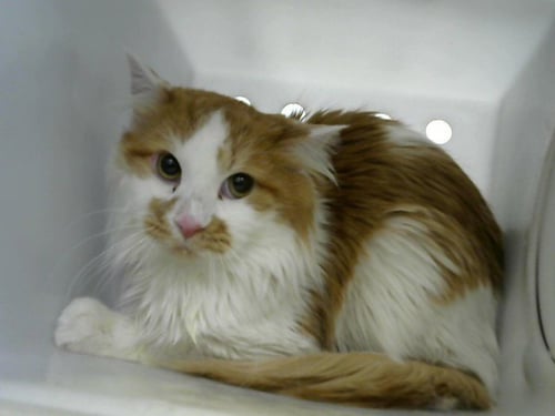 NIGERIA - Domestic Short Hair available for adoption