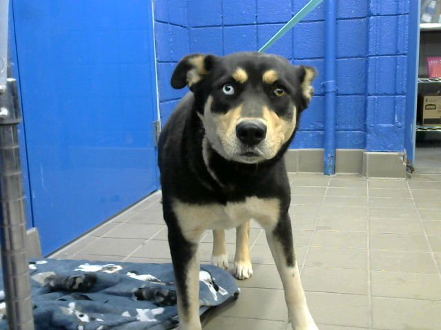 VIKING - German Shepherd Dog available for adoption