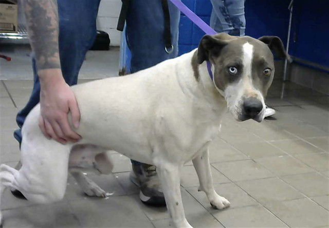 BLANCO - American Pit Bull Terrier available for adoption