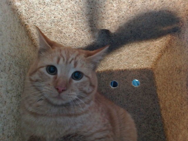 CLARK - Domestic Short Hair available for adoption