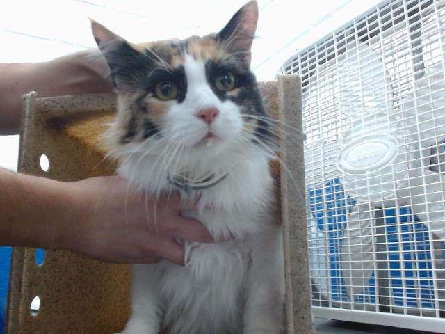 BASTET - Domestic Short Hair available for adoption