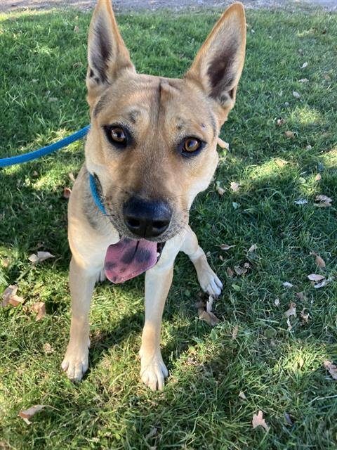 BILLYBOB - German Shepherd Dog available for adoption