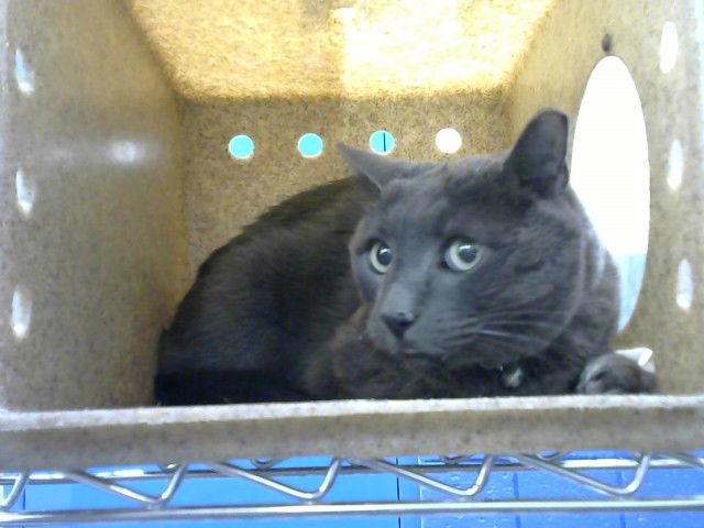 MR. CLAWS - Domestic Short Hair available for adoption