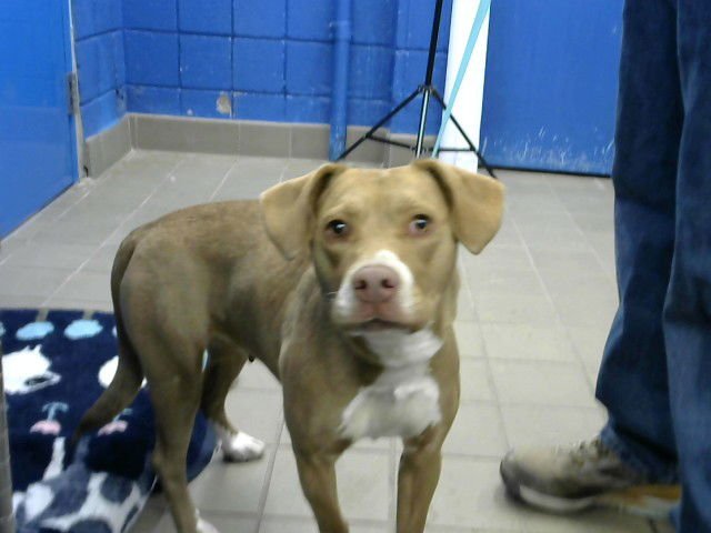 SOFIE - American Pit Bull Terrier available for adoption