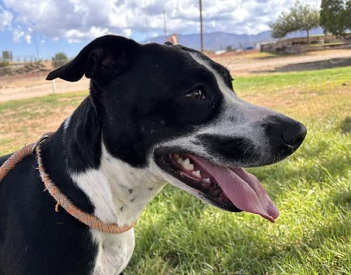 STRAWBERRY - American Pit Bull Terrier available for adoption