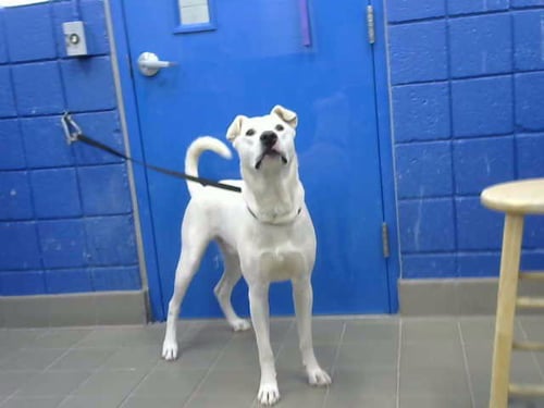 JASPER - Siberian Husky / Labrador Retriever available for adoption