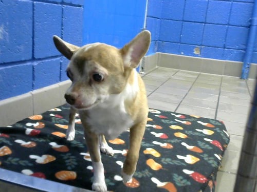 BABY MOMMA - Chihuahua available for adoption