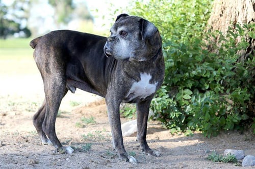 ROCKY - Boxer available for adoption