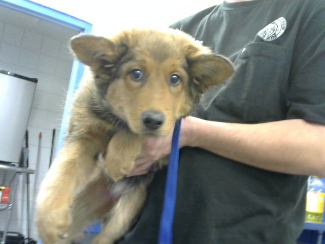 NOLA - Australian Cattle Dog/Blue Heeler available for adoption