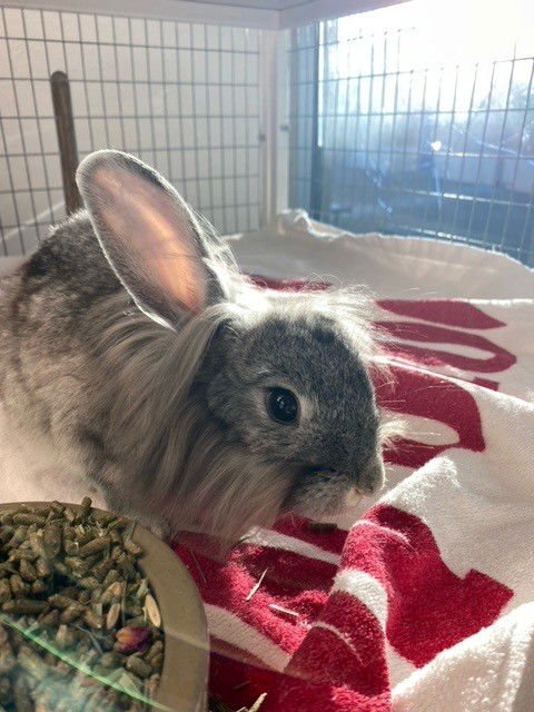 CARLOS - Longhaired Rabbit available for adoption