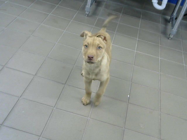 BLAKE - American Pit Bull Terrier available for adoption