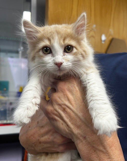 CILANTRO - Domestic Long Hair available for adoption