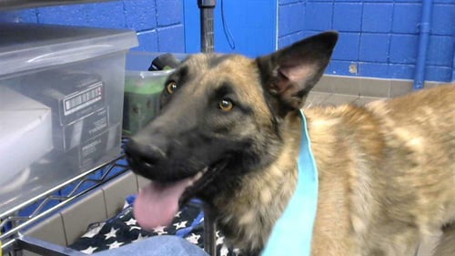 DAKOTA - German Shepherd Dog available for adoption